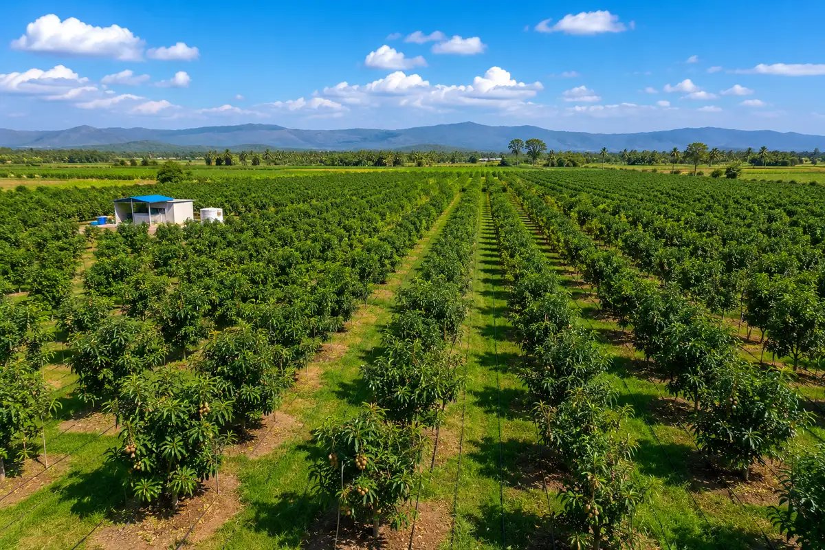 Organized commercial plantation project with precision farming, healthy crop rows, and sustainable green canopy development.